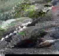 After Dark Tasmanian Devil Feeding Tour at Cradle Mountain - Foster Accommodation