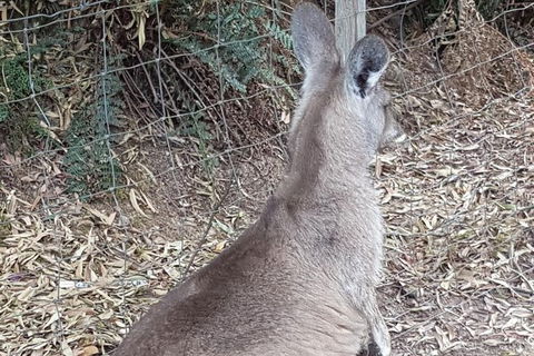 Shore Excursion: Coast, Caves And Wildlife Park - 8 Hour Tour - Foster Accommodation 9