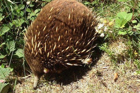 Shore Excursion: Coast, Caves And Wildlife Park - 8 Hour Tour - Foster Accommodation 18