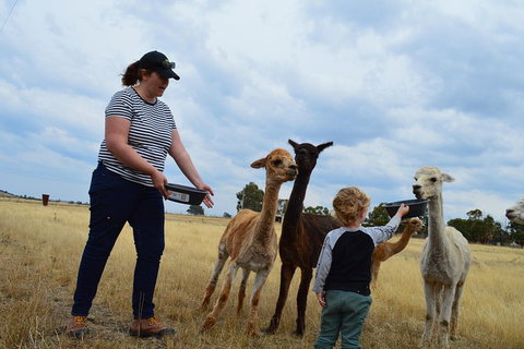 Alpaca Farm Tours With Toffeemont - Foster Accommodation 4