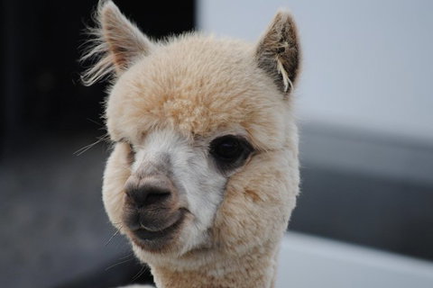 Alpaca Farm Tours With Toffeemont - Foster Accommodation 0