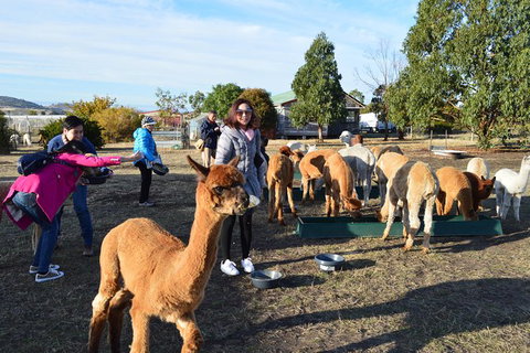 Alpaca Farm Tours With Toffeemont - Foster Accommodation 5