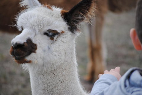 Alpaca Farm Tours With Toffeemont - Foster Accommodation 1