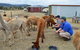 Alpaca Farm Tours With Toffeemont - thumb 3
