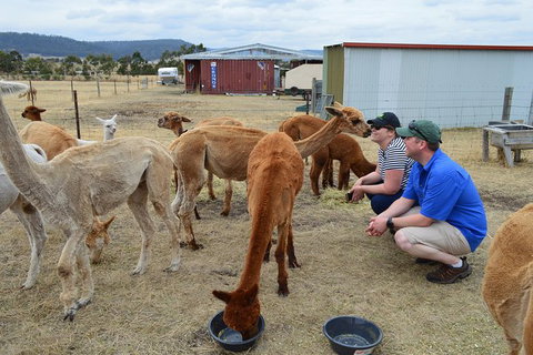 Alpaca Farm Tours With Toffeemont - Foster Accommodation 3