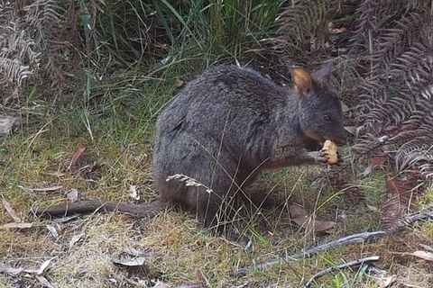 Cruise Ship Excursion: NW Tassie Coastal Explorer - Foster Accommodation 5