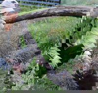1-Hour Tasmanian Devil Feeding Day Tour at Cradle Mountain - Foster Accommodation