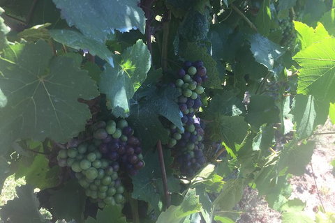 Yarra Valley Wine Tasting Tour - Foster Accommodation 4