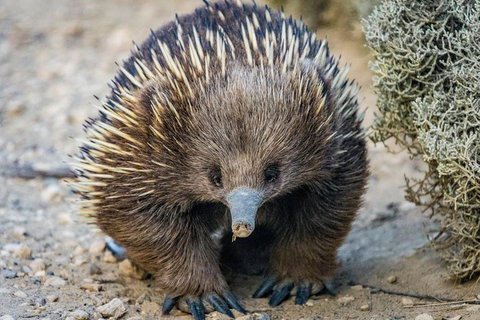 The Great Ocean Road 1 Day Private Sunset Tour - Foster Accommodation 2