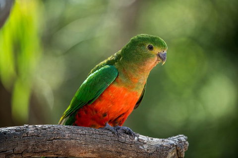 The Great Ocean Road 1 Day Private Sunset Tour - Foster Accommodation 4