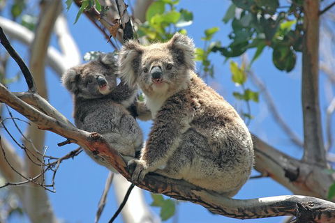 LGBT+ Friendly 12-Hour Great Ocean Road Private Tour - Foster Accommodation 8