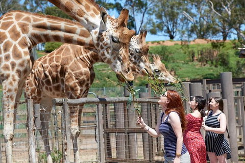 Slumber Safari At Werribee Open Range Zoo - Foster Accommodation 1