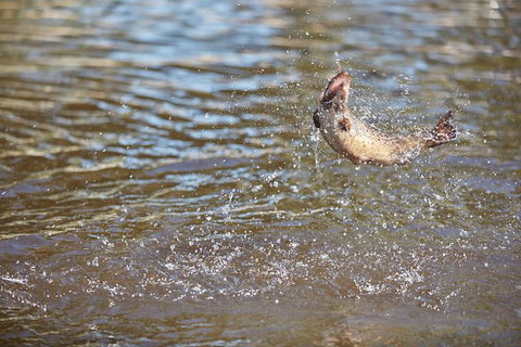 Skip The Line: Fishing Experience Ticket - Buxton Trout & Salmon - Foster Accommodation 1