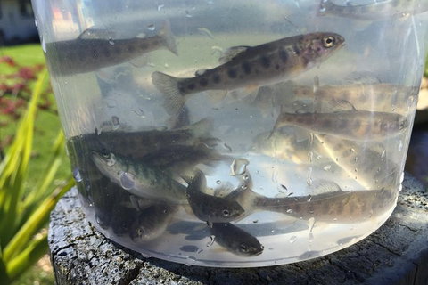 Skip The Line: Fishing Experience Ticket - Buxton Trout & Salmon - Foster Accommodation 4