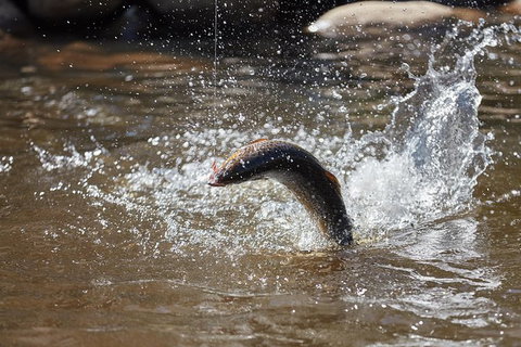 Skip The Line: Fishing Experience Ticket - Buxton Trout & Salmon - Foster Accommodation 18