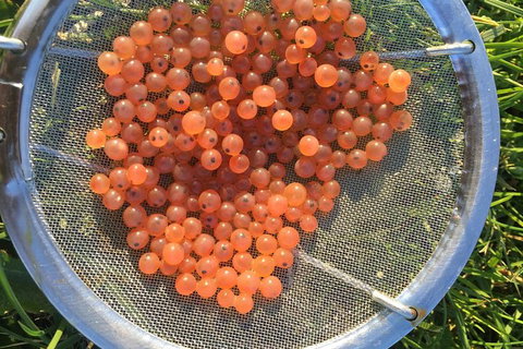 Skip The Line: Fishing Experience Ticket - Buxton Trout & Salmon - Foster Accommodation 11