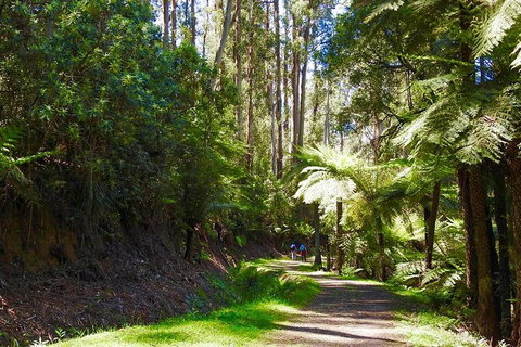 Half-Day Biking Activity From Aqueduct To California Redwoods - Foster Accommodation 2