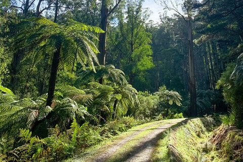 Half-Day Biking Activity From Aqueduct To California Redwoods - Foster Accommodation 1