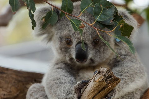Small Group - Dandenong Ranges, Puffing Billy & Healesville Sanctuary Day Tour - Foster Accommodation 5