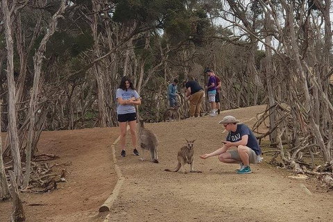 Phillip Island Penguin And Wildlife Tour - Foster Accommodation 34