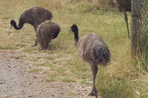 Phillip Island Penguin And Wildlife Tour - Foster Accommodation 32