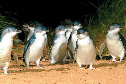 Phillip Island Penguin And Wildlife Tour - Foster Accommodation 0