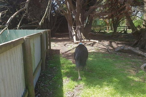 Phillip Island Penguin And Wildlife Tour - Foster Accommodation 5
