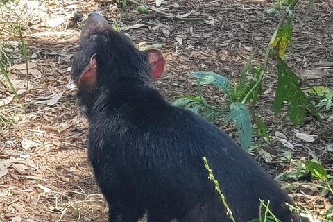 Phillip Island Penguin And Wildlife Tour - Foster Accommodation 26