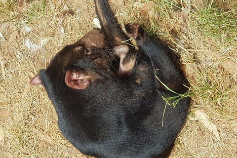 Phillip Island Penguin And Wildlife Tour - Foster Accommodation 23