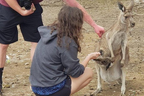 Phillip Island Penguin And Wildlife Tour - Foster Accommodation 12