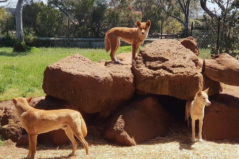 Phillip Island Penguin And Wildlife Tour - Foster Accommodation 7