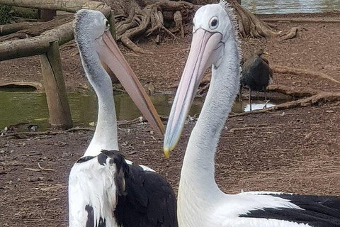 Phillip Island Penguin And Wildlife Tour - Foster Accommodation 6