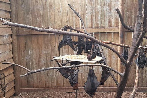 Phillip Island Penguin And Wildlife Tour - Foster Accommodation 31