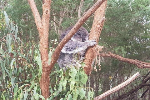 Phillip Island Penguin And Wildlife Tour - Foster Accommodation 16