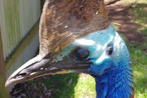 Phillip Island Penguin And Wildlife Tour - Foster Accommodation 19