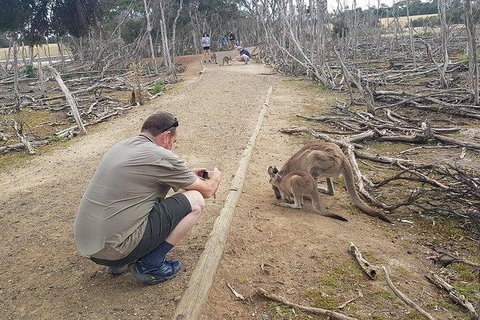 Phillip Island Penguin And Wildlife Tour - Foster Accommodation 30