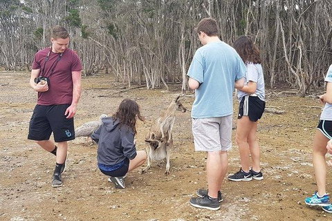 Phillip Island Penguin And Wildlife Tour - Foster Accommodation 3