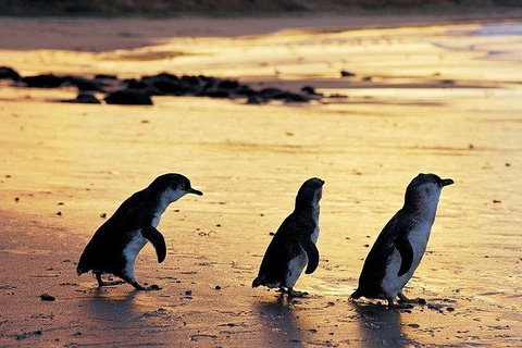Phillip Island Penguin And Wildlife Tour - Foster Accommodation 13