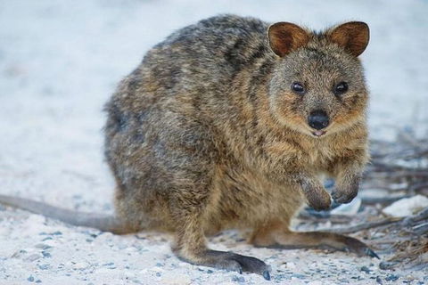 Rottnest Island Bayseeker Day Trip From Perth - Foster Accommodation 1