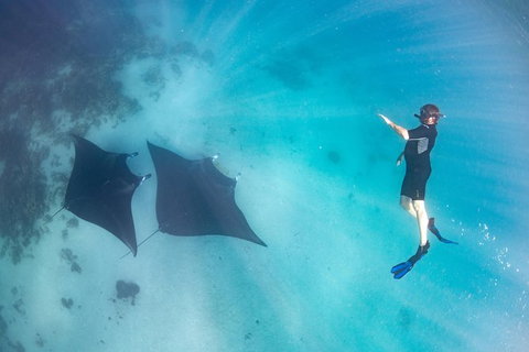 Marine Eco Safari - Swim With Manta Rays - Foster Accommodation 1