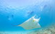 Marine Eco Safari - Swim With Manta Rays - thumb 0