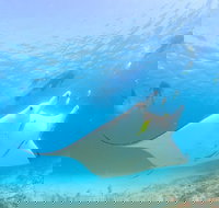 Marine Eco Safari - Swim with Manta Rays - Foster Accommodation