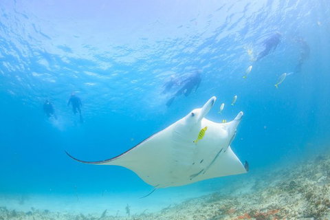 Marine Eco Safari - Swim With Manta Rays - Foster Accommodation 0