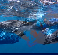Whale Shark Safari - Foster Accommodation