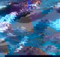 Coral Bay 2-Hour Coral Viewing and Snorkeling - Foster Accommodation