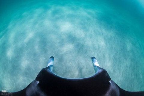 Ningaloo Adventure And Manta Ray Tour - Foster Accommodation 5