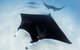 Ningaloo Adventure And Manta Ray Tour - thumb 1