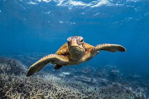 Ningaloo Adventure And Manta Ray Tour - Foster Accommodation 3