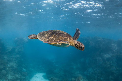 Ningaloo Adventure And Manta Ray Tour - Foster Accommodation 7