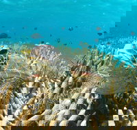 Coral Bay 3-Hour Turtle Ecotour - Foster Accommodation